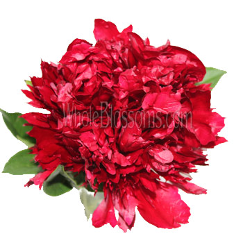 Fresh red August peonies with lush dramatic blooms for bridal bouquets, wedding centerpieces, and luxury event designs.