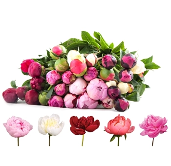 Farm mix peonies in bulk featuring white, blush, pink, and red tones—perfect for wedding bouquets and floral arrangements in May and June events.