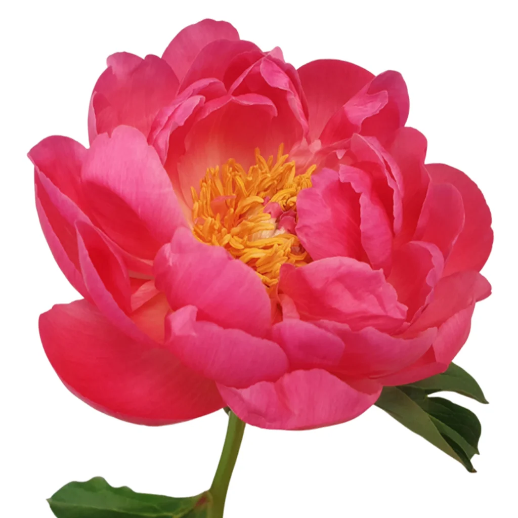 Fresh coral peonies with lush, ruffled petals and vibrant color, perfect for wedding bouquets, centerpieces, and event floral décor.