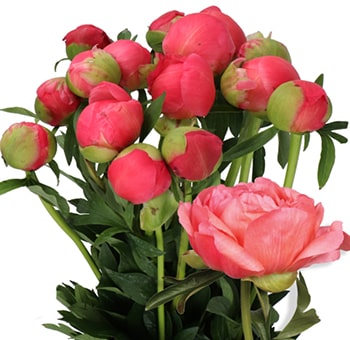 Coral Peonies