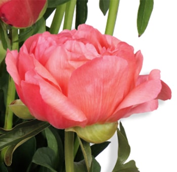 Close-up of a blooming Coral Sunset Peony with soft salmon-coral petals and lush green leaves, perfect for elegant floral arrangements and weddings.