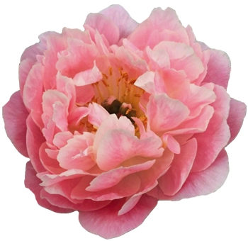 Coral Sunset Peonies in coral-salmon tones, ideal for May and June weddings. Lush, romantic blooms perfect for bridal bouquets and floral centerpieces.
