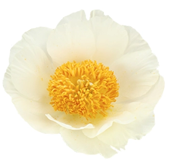 Cream Peony Moonrise in bloom with golden centers, ideal for wedding bouquets and floral designs for May and June events and spring weddings.