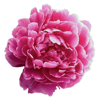 Fresh dark pink peonies for weddings and events, perfect for lush spring floral designs during peak peony season in May and June.