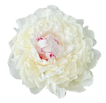 Fresh Festiva Maxima peonies in bulk for weddings and events in May and June, featuring white petals with soft red flecks for romantic floral design.
