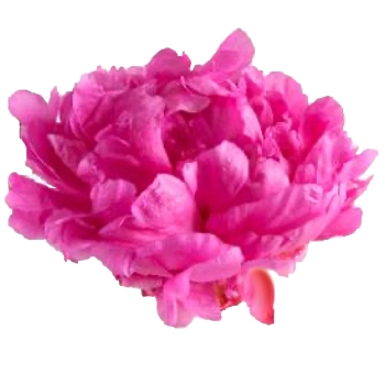 Dark pink Hallelujah peonies in raspberry tones, ideal for wedding bouquets and event arrangements in May and June. Rich color, lush petals, premium bloom.