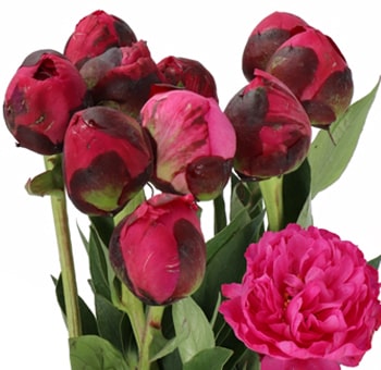 Hot pink peonies with lush blooms, crafted for weddings, romantic gifts, and premium floral events.