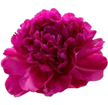Fresh hot pink peonies in bulk for weddings and events, perfect for bold floral designs during peak peony season in May and June.