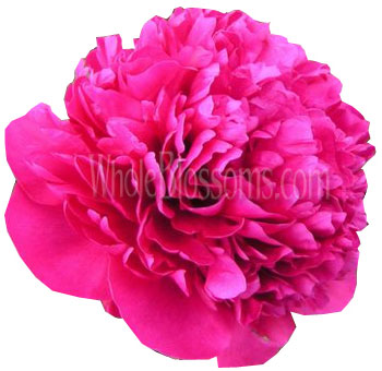 Vibrant dark pink fuchsia peony bloom with layered ruffled petals, perfect for bold floral arrangements, weddings, and elegant bouquet designs.