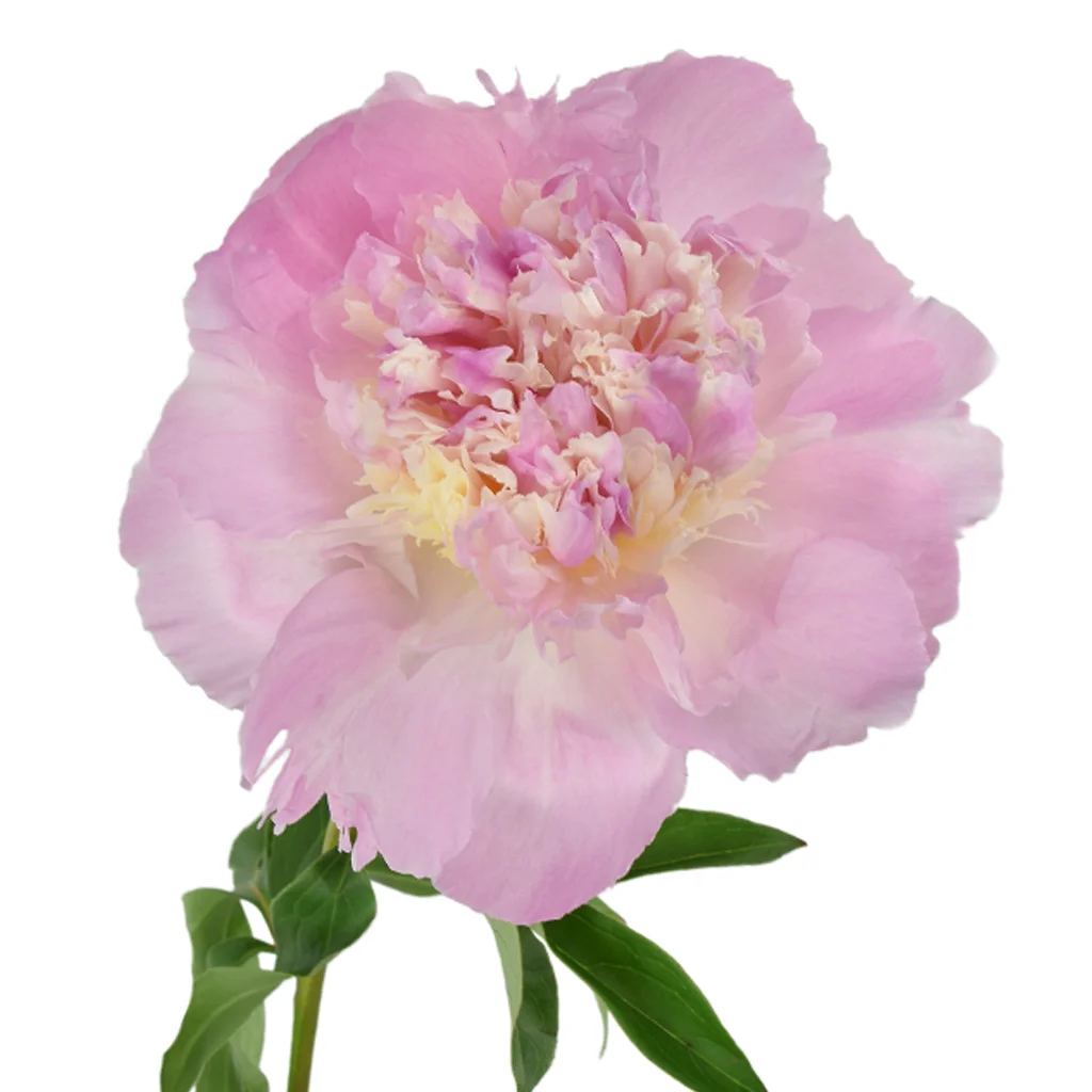 Soft light pink peony flowers with full delicate petals, creating an elegant, romantic look ideal for weddings and bouquets.