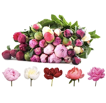 Mixed peonies in bulk at wholesale prices—perfect for weddings and events. Fresh, vibrant blooms for bouquets, centerpieces, and floral design.