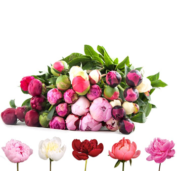 Mixed peonies in soft and bold shades, perfect for weddings, spring events, and elegant floral décor.
