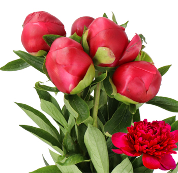Hot Pink Peonies