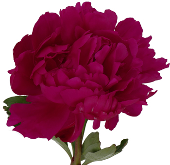 Raspberry Peony