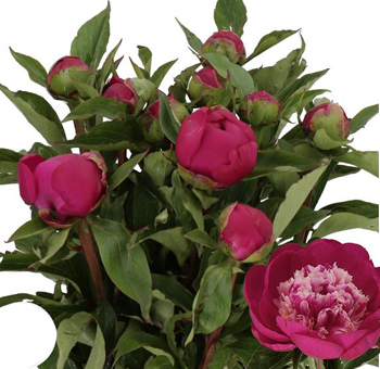 Pink Peony Flowers