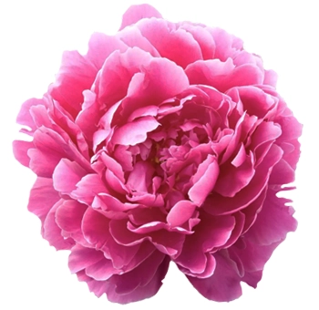 Dark pink Alexander Fleming peonies in rich raspberry tones, ideal for luxury wedding bouquets and event arrangements in May and June.