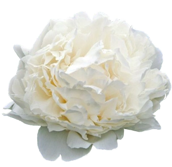 Bowl of Cream peonies in full bloom, perfect for elegant wedding arrangements and events in May and June. Lush ivory petals add timeless beauty.