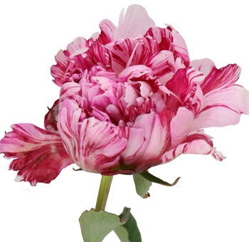 Pink Peony Flowers