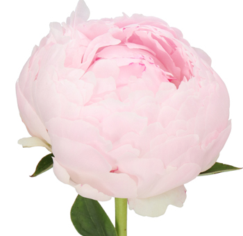 Light Pink Peonies