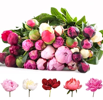 Assorted Peonies