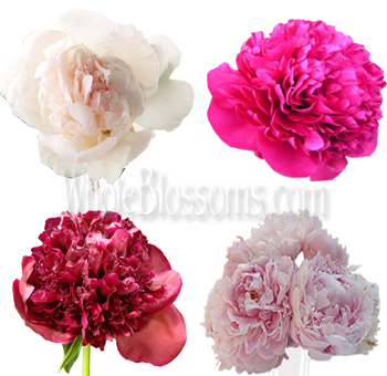 Assorted peonies in rich wedding colors—ivory, blush, burgundy, and hot pink—perfect for floral designers and event planners buying peonies online.