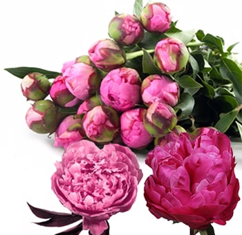 Fuchsia Hot Pink Peonies