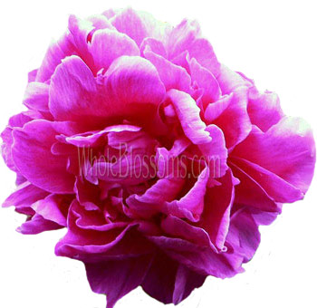 Hot Pink Peony