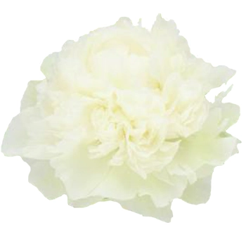 Fresh wholesale Peony Ivory Victory, premium white peonies for wedding centerpieces and bouquets. Available during peak season May–June.