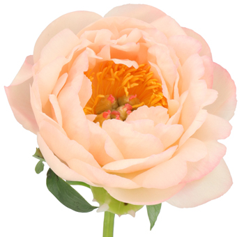 Salmon Peony