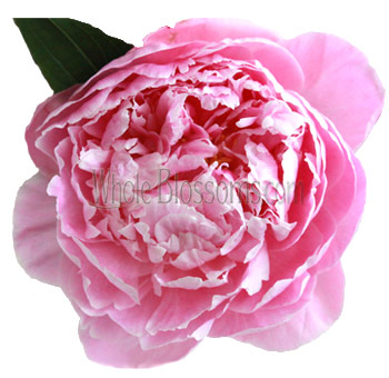 Pink Peonies