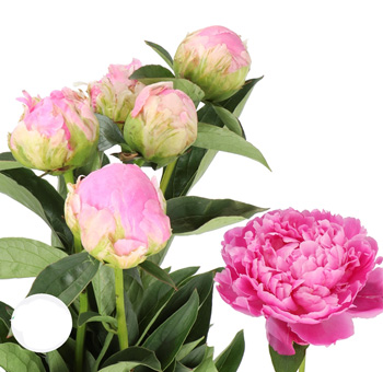 Lush pink peonies with soft ruffled blooms, ideal for elegant weddings, bridal styling, or premium floral gifts.