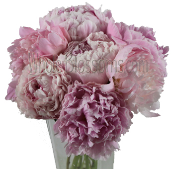Fresh light pink August peonies with lush pastel blooms for bridal bouquets, wedding centerpieces, and elegant event designs.