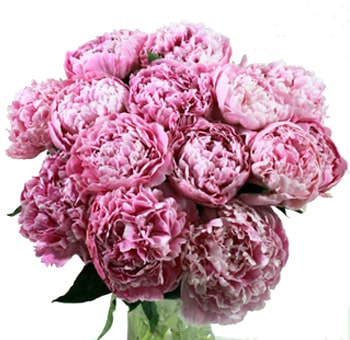 Pink Peonies