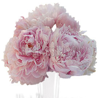 Light pink peony flowers in peak June season, ideal for wedding bouquets, centerpieces, and romantic event floral arrangements.