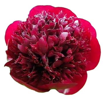 Red Charm Peonies in rich dark red, perfect for weddings and events in May and June. Bold blooms ideal for bridal bouquets and luxury floral designs.