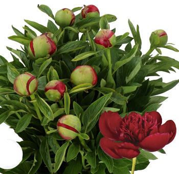 Peony Red Flowers