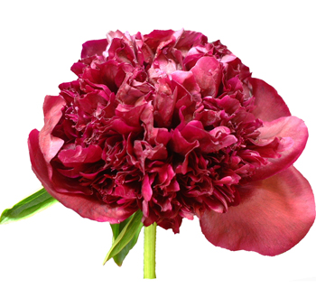 Red Peony