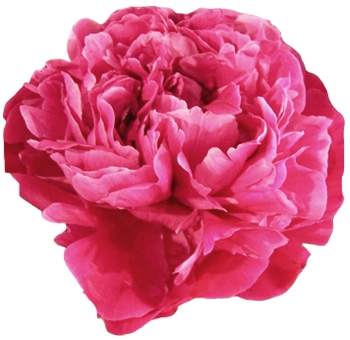 Red Sarah Bernhardt peonies in full bloom, perfect for luxury wedding bouquets and floral arrangements in May and June.