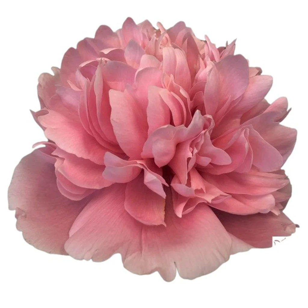 Fresh salmon peonies with soft ruffled petals and warm peach-coral tones, perfect for wedding bouquets, centerpieces, and elegant décor.
