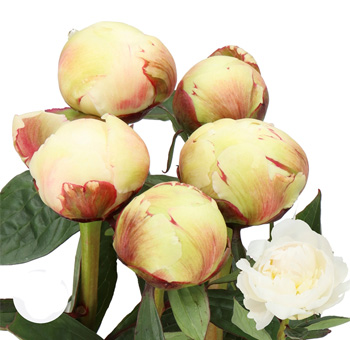 White Peony Flowers