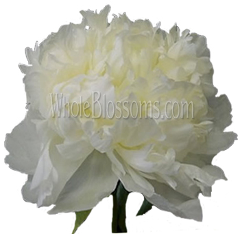 A fully bloomed white peony flower with soft, ruffled petals and a creamy center, ideal for classic and sophisticated floral displays.