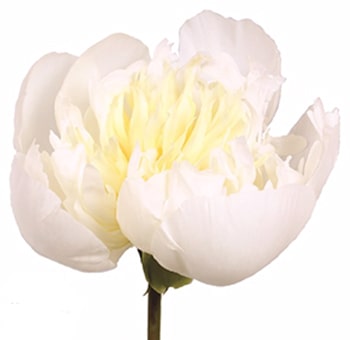 White Peonies