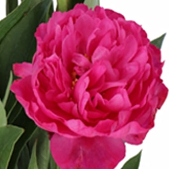 Hot Pink Peony