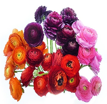 Vibrant assorted ranunculus flowers in mixed colors, perfect for weddings, events, and bulk floral arrangements with premium charm.