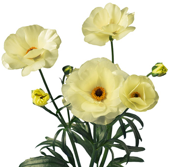 Fresh cream Butterfly Ranunculus flowers for wholesale wedding bouquets, bridal arrangements, elegant centerpieces and event décor