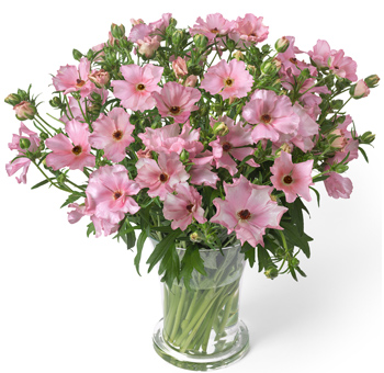 Fresh pink Butterfly Ranunculus flowers for wholesale wedding bouquets, romantic bridal arrangements, spring centerpieces and event décor