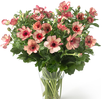 Fresh salmon Butterfly Ranunculus flowers for wholesale wedding bouquets, coral-toned centerpieces, bridal arrangements and event décor