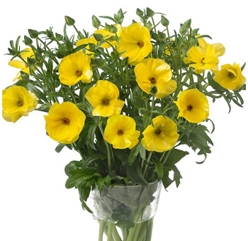 Fresh dark yellow Butterfly Ranunculus flowers for bulk wedding bouquets, sunny spring centerpieces, bridal arrangements and event décor