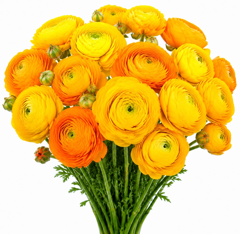 Fresh yellow ranunculus flowers available for next-day bulk delivery for weddings and special events.