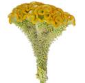 Celosia Cockscomb Yellow Flowers